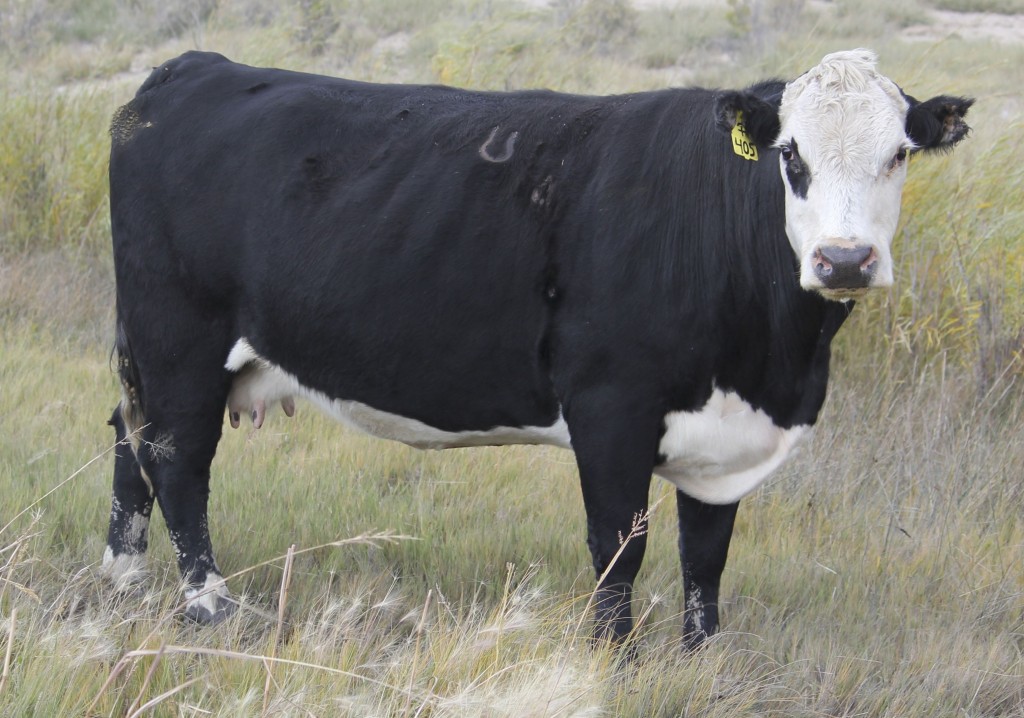 405 - Donor Black Hereford with 517 breeding. 